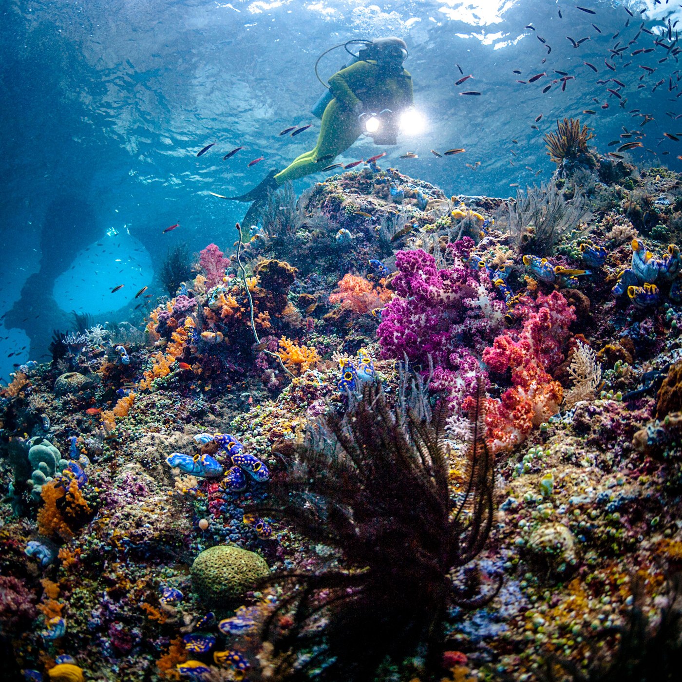 Mergulhador sobre recife de coral em água cristalina